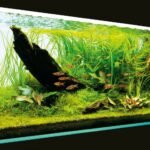 Aquascape Nature Aquarium de Yusuke Homma : racine sombre et plantes vertes luxuriantes dans un Cube Garden ADA