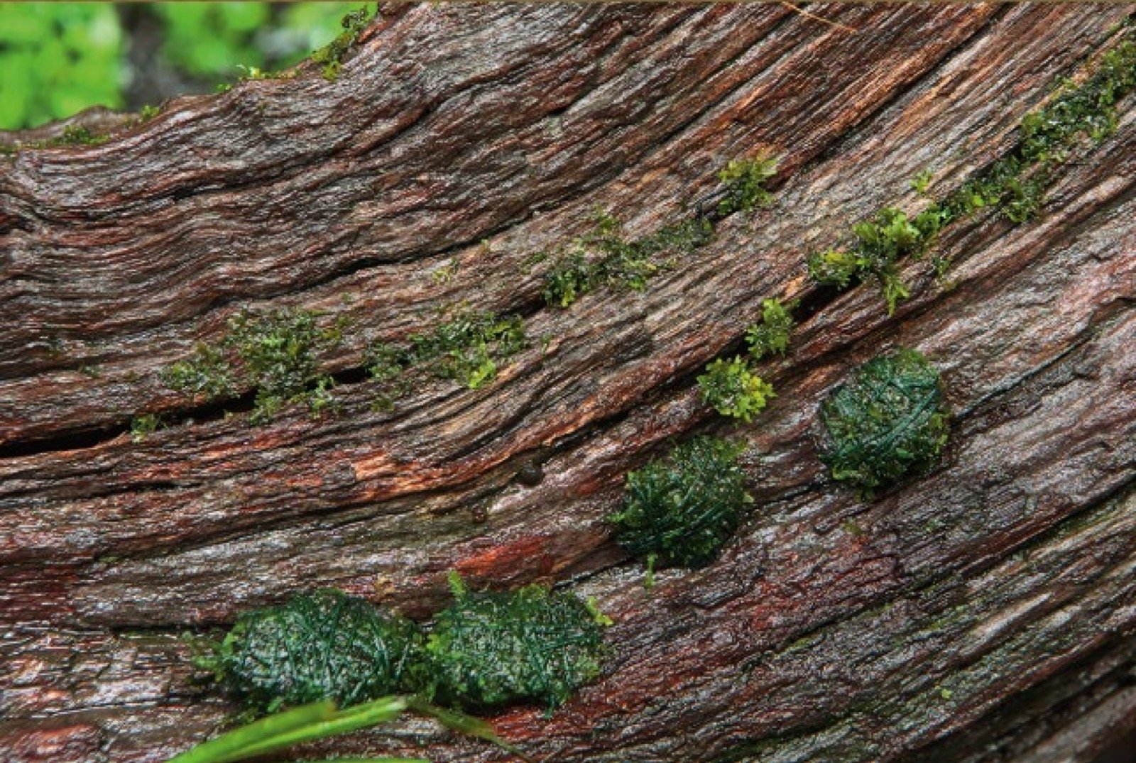 Gros plan de coussins de mousse aquatique fixés dans les anfractuosités d'une racine de bois