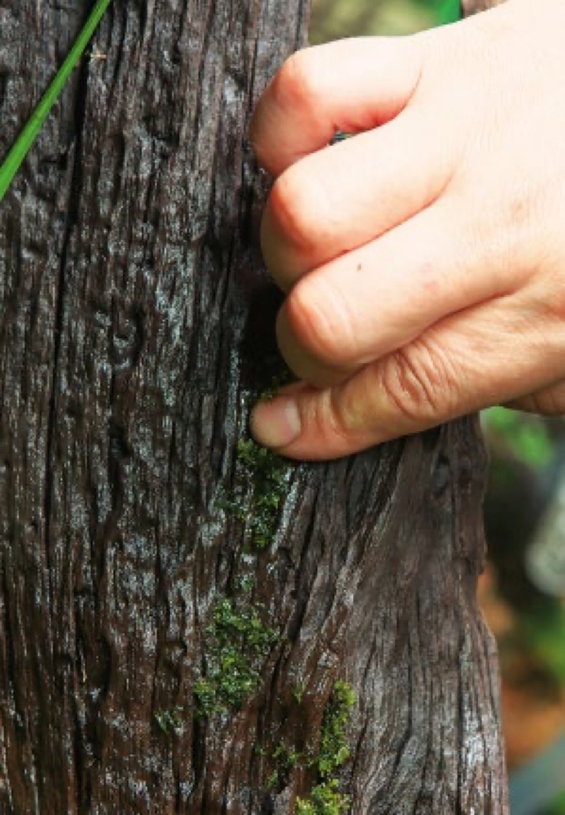 Main de l'aquascapeur fixant de la mousse sur une racine verticale