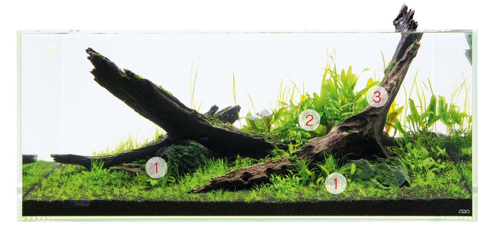 Vue d'ensemble du décor planté avec racines, roches et massifs de plantes à tiges