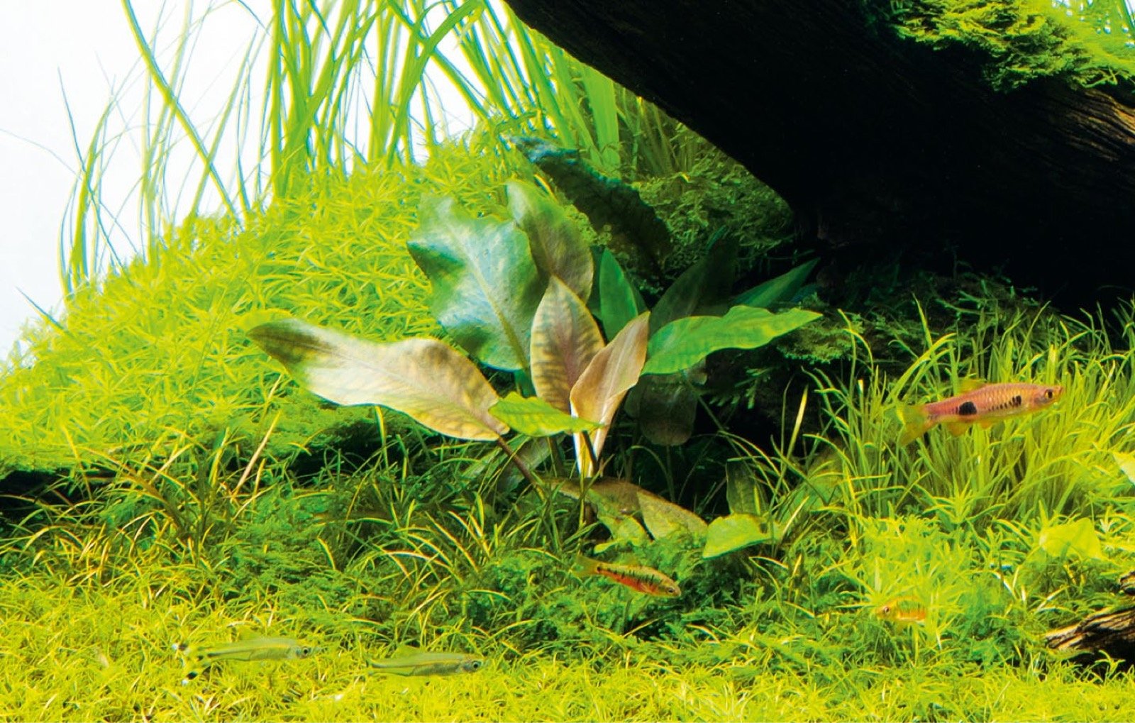 Lagenandra sp. aux feuilles larges entourée de mousse et de gazon aquatique dans une zone ombragée