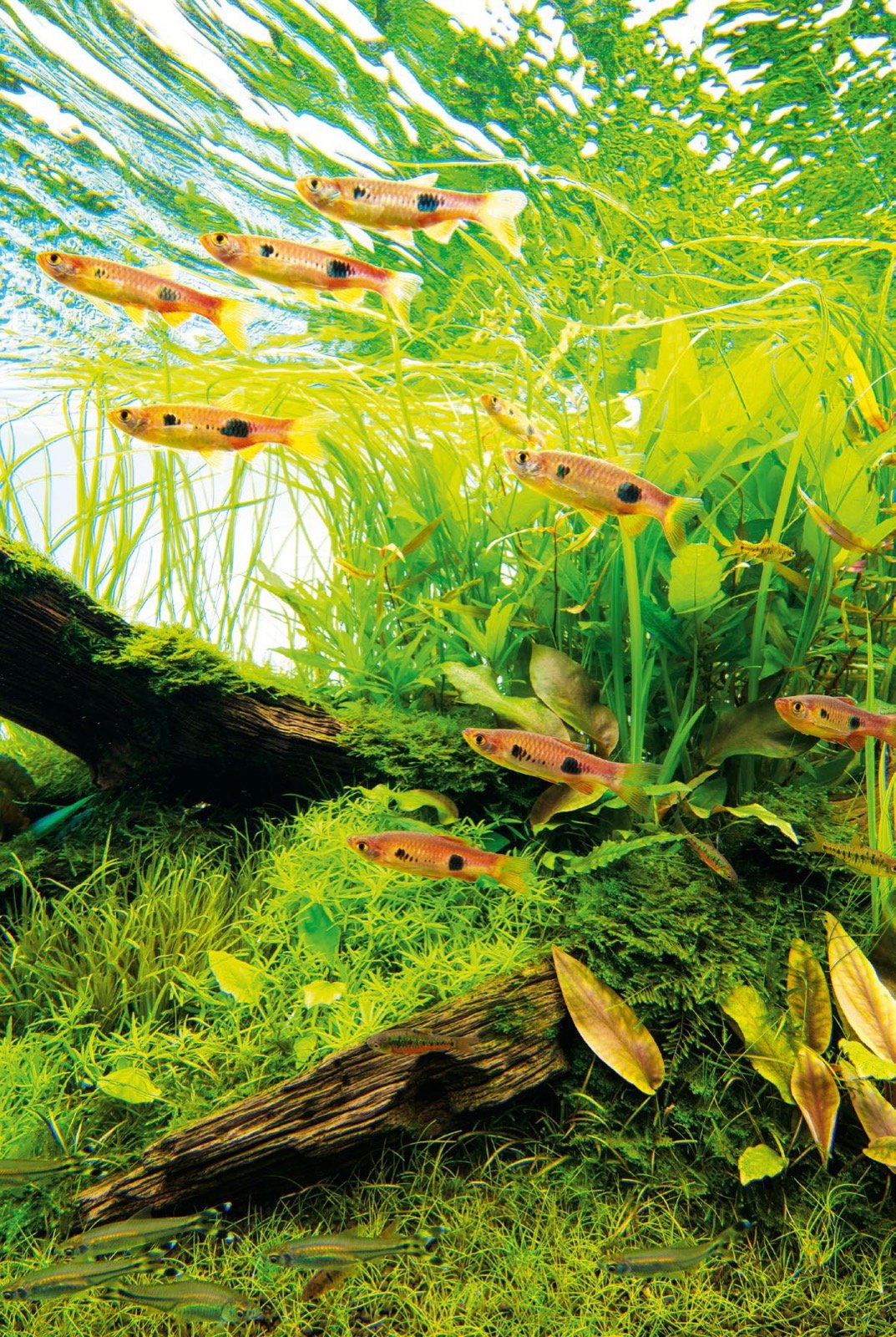 Banc de Rasbora kalochroma au corps rouge nageant parmi les plantes vertes au-dessus d'une racine