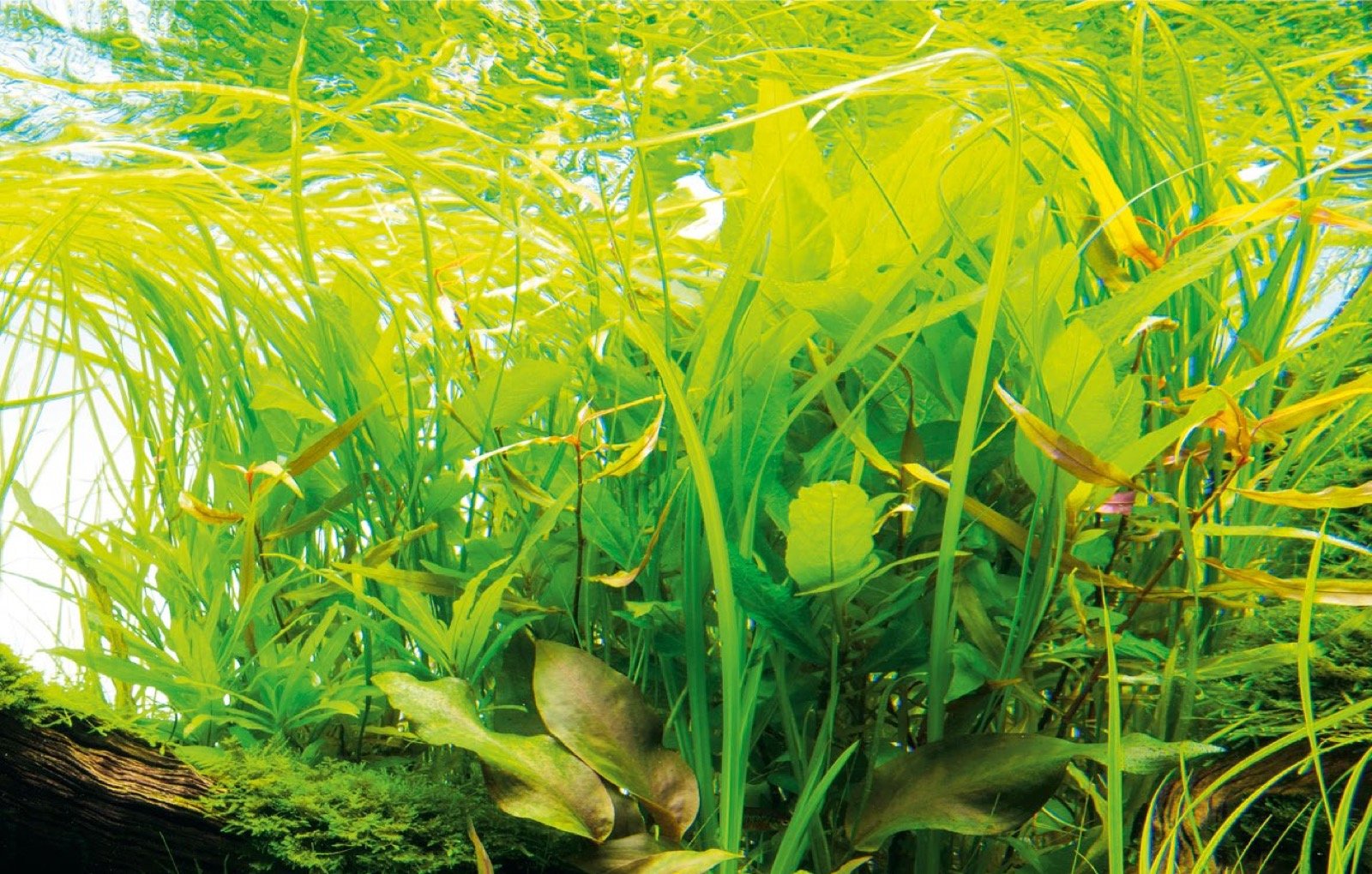 Massif dense de plantes caulescentes aux feuilles larges et de végétaux rubanés vert vif