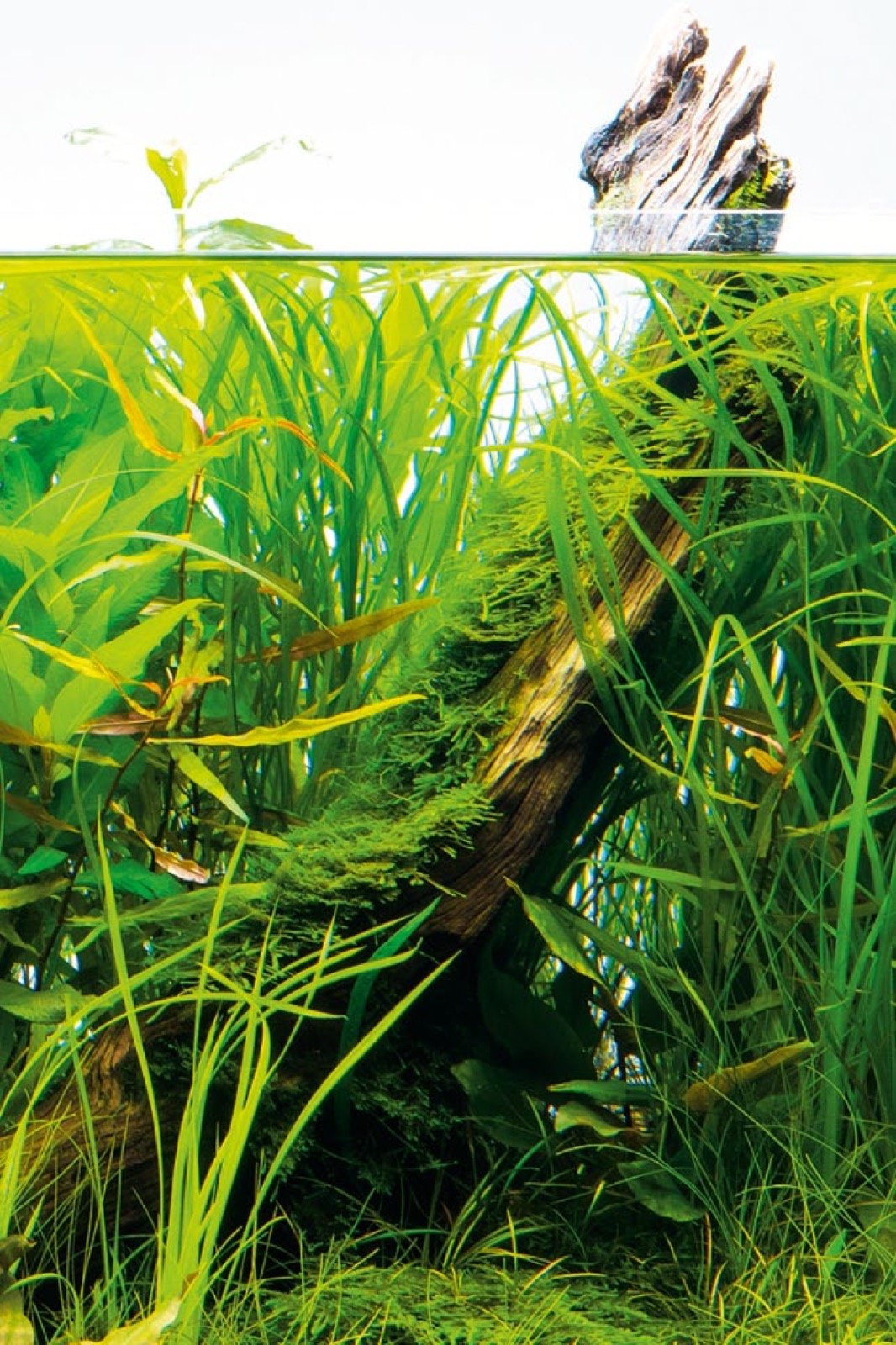 Plantes aquatiques luxuriantes recouvrant une racine émergeant à la surface de l'eau