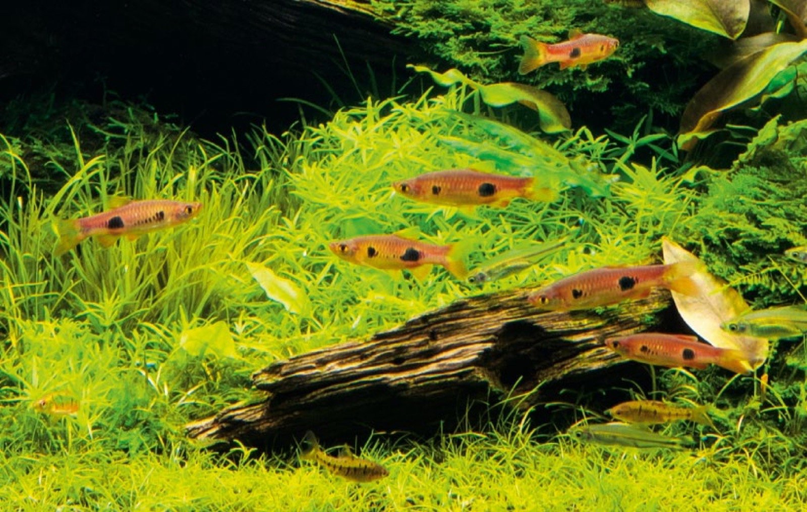 Banc de Rasbora kalochroma rouges nageant au-dessus d'une racine couverte de mousse et de gazon aquatique