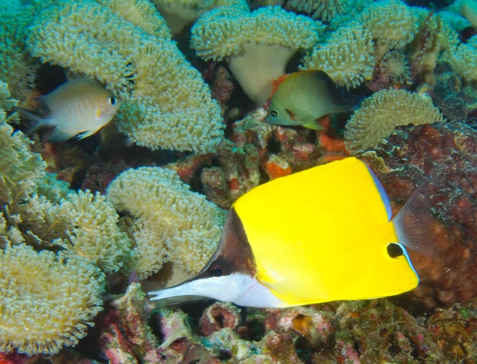 Forcipiger flavissimus cohabitant avec un Centropyge et des demoiselles