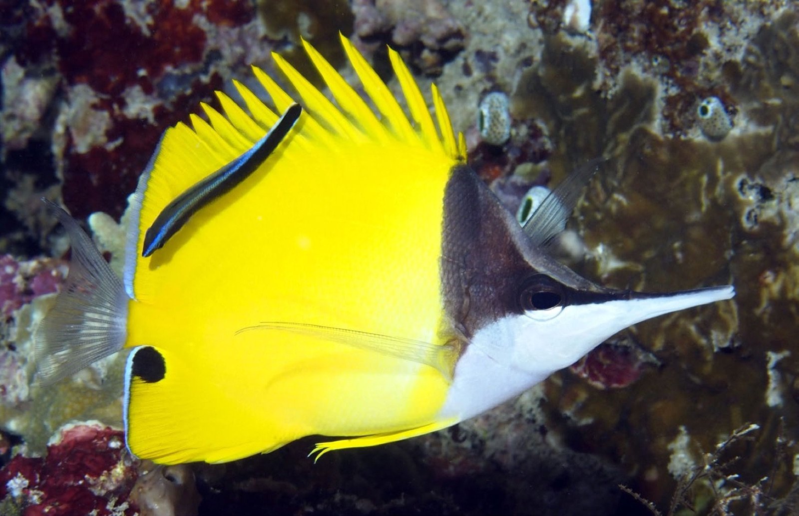 Forcipiger flavissimus déparasité par un labre nettoyeur Labroides dimidiatus