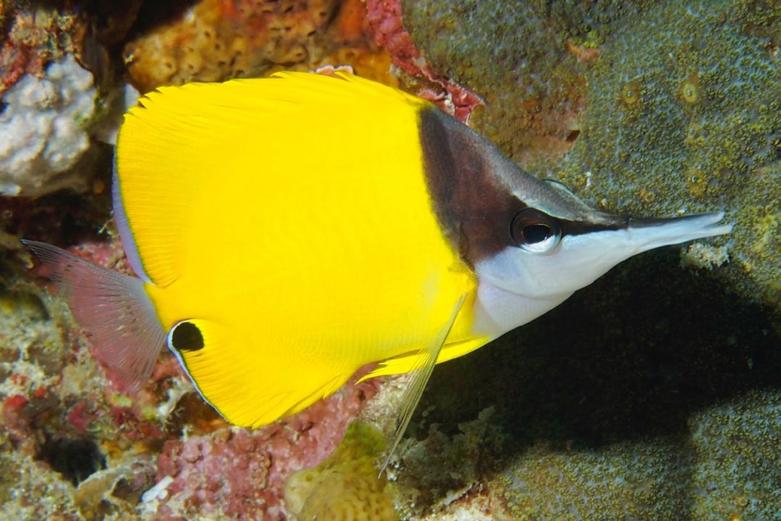 Gros plan sur le masque noir et le bec en pincette de Forcipiger flavissimus