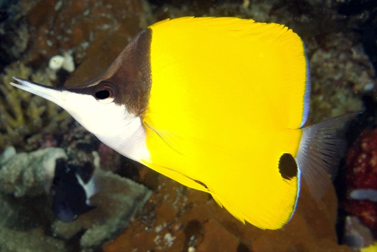Profil de Forcipiger flavissimus, le poisson-pincette jaune