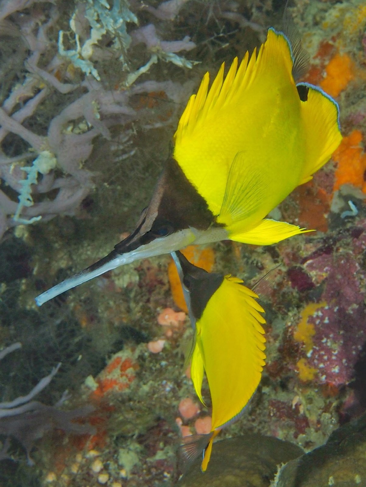 Forcipiger longirostris et Forcipiger flavissimus le long d'un tombant