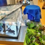 Bac de démonstration et plantes lors de la formation Aquarium en classe à la Porte Dorée
