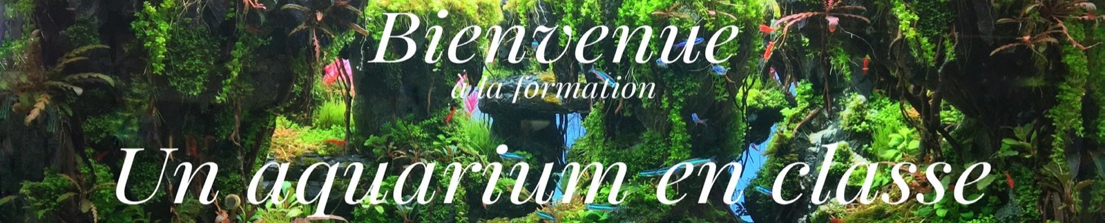 Bannière de la formation Un aquarium en classe
