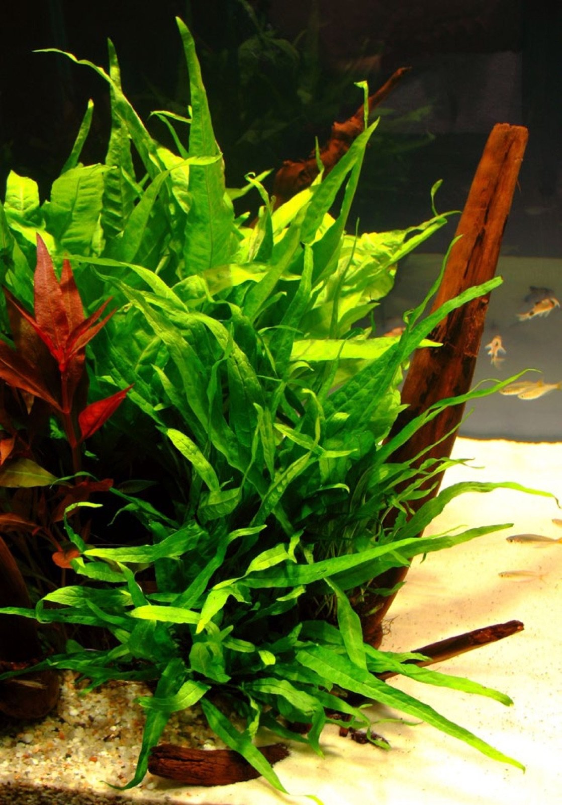 Fougère de Java (Microsorum pteropus) dans un aquarium planté