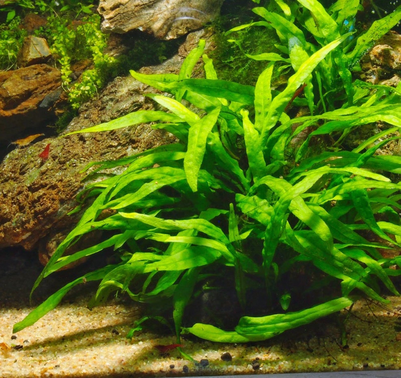 Fougère de Java (Microsorum pteropus) en aquarium