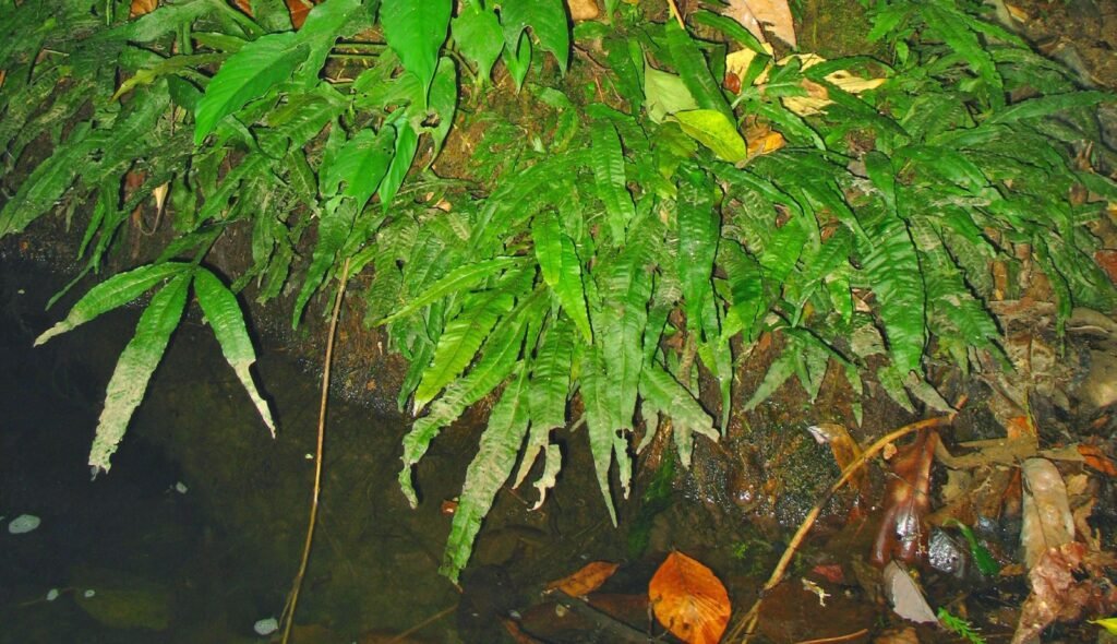 Fougère de Java (Microsorum pteropus) dans son milieu naturel au bord d'une cascade en Thaïlande