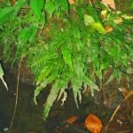 Fougère de Java (Microsorum pteropus) dans son milieu naturel au bord d'une cascade en Thaïlande