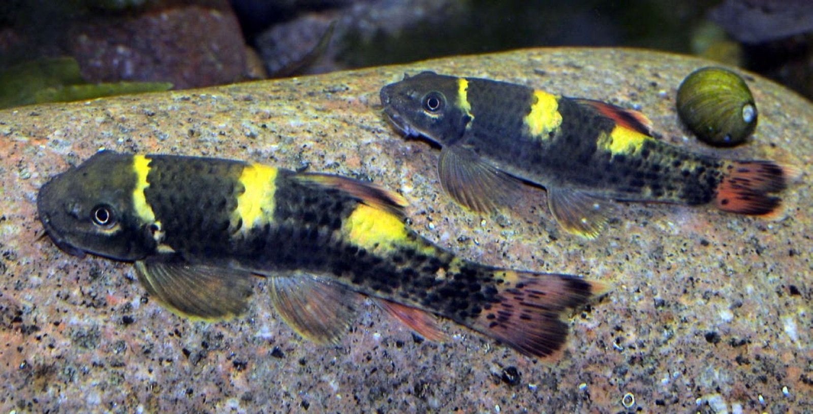 Garra flavata poisson algivore a bouche en ventouse qui broute micro-algues et biofilm