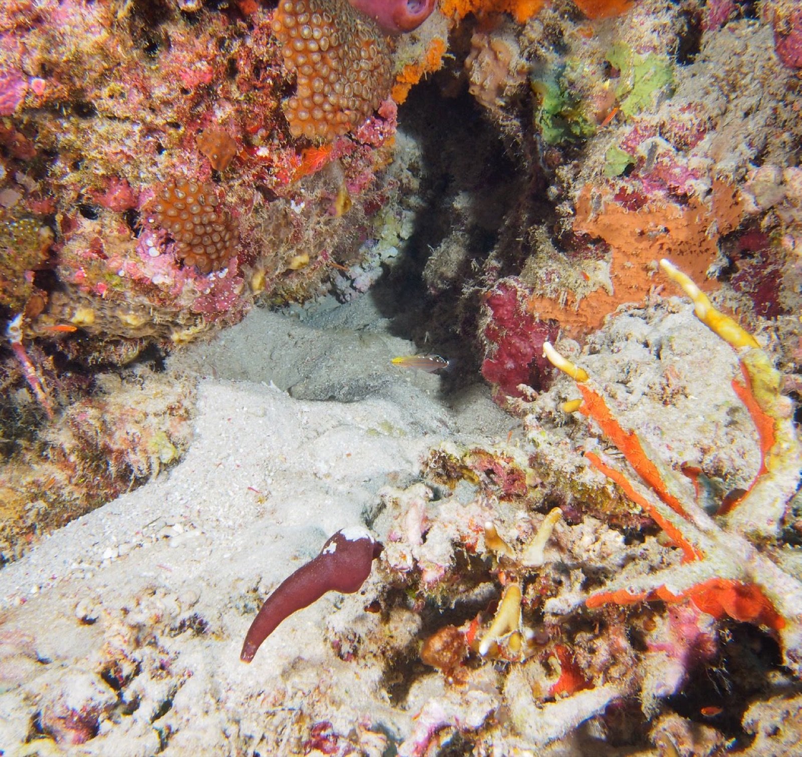 Koumansetta rainfordi dans son biotope sableux en Indonésie avec des micro-gobies