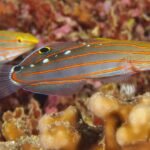 Koumansetta rainfordi adultes en couple au-dessus d'un corail bleu Heliopora coerulea