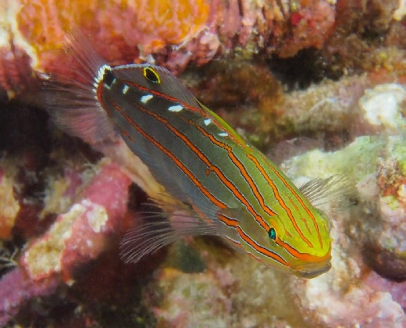 Portrait de Koumansetta rainfordi, le gobie de Rainford