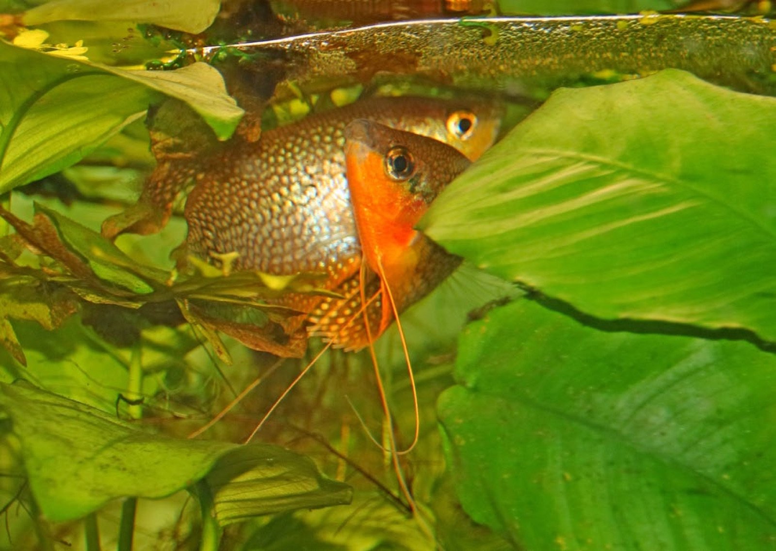 Gourami perlé sous son nid de bulles avant la ponte
