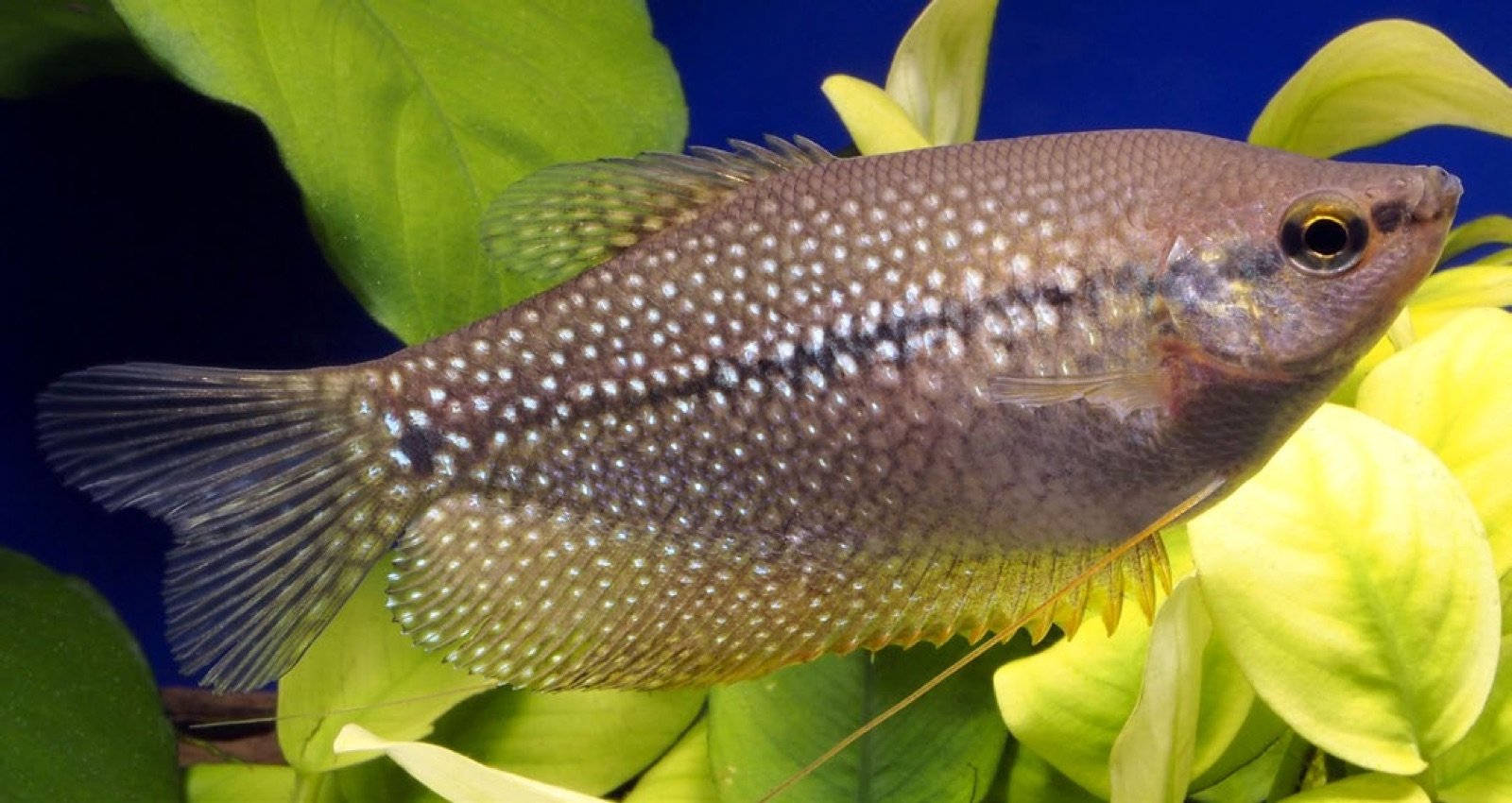 Gourami perlé femelle sauvage adulte, robe nacrée moins colorée