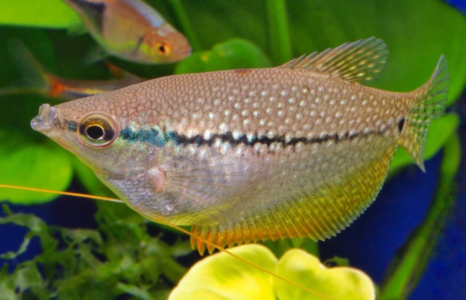 Jeune gourami perlé de 6 cm devant une plante d'aquarium