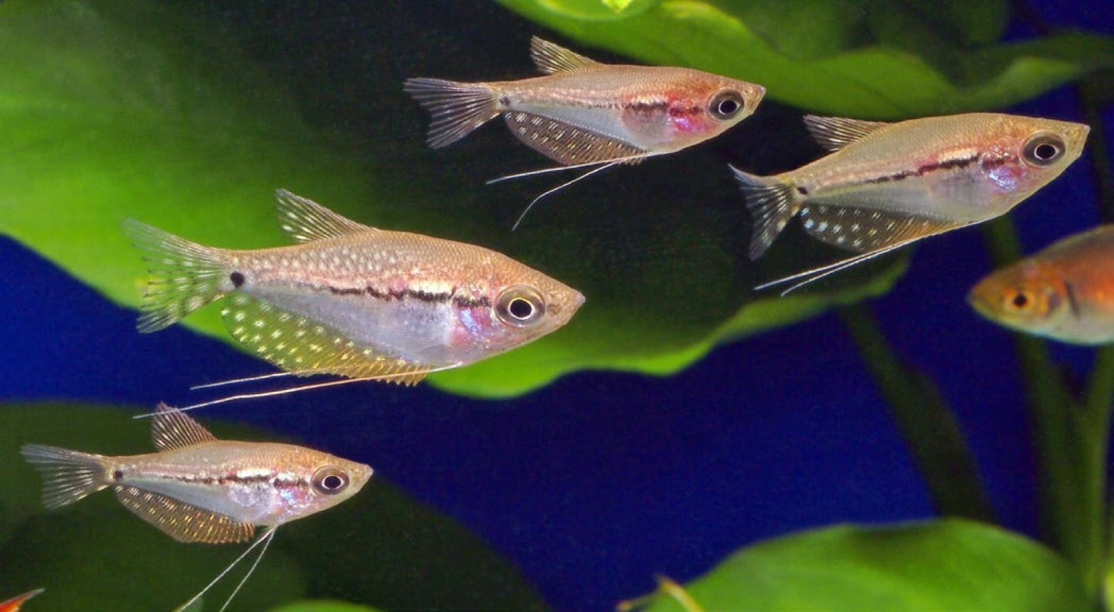 Juvéniles de gourami perlé de 2 à 3 cm issus d'une même ponte