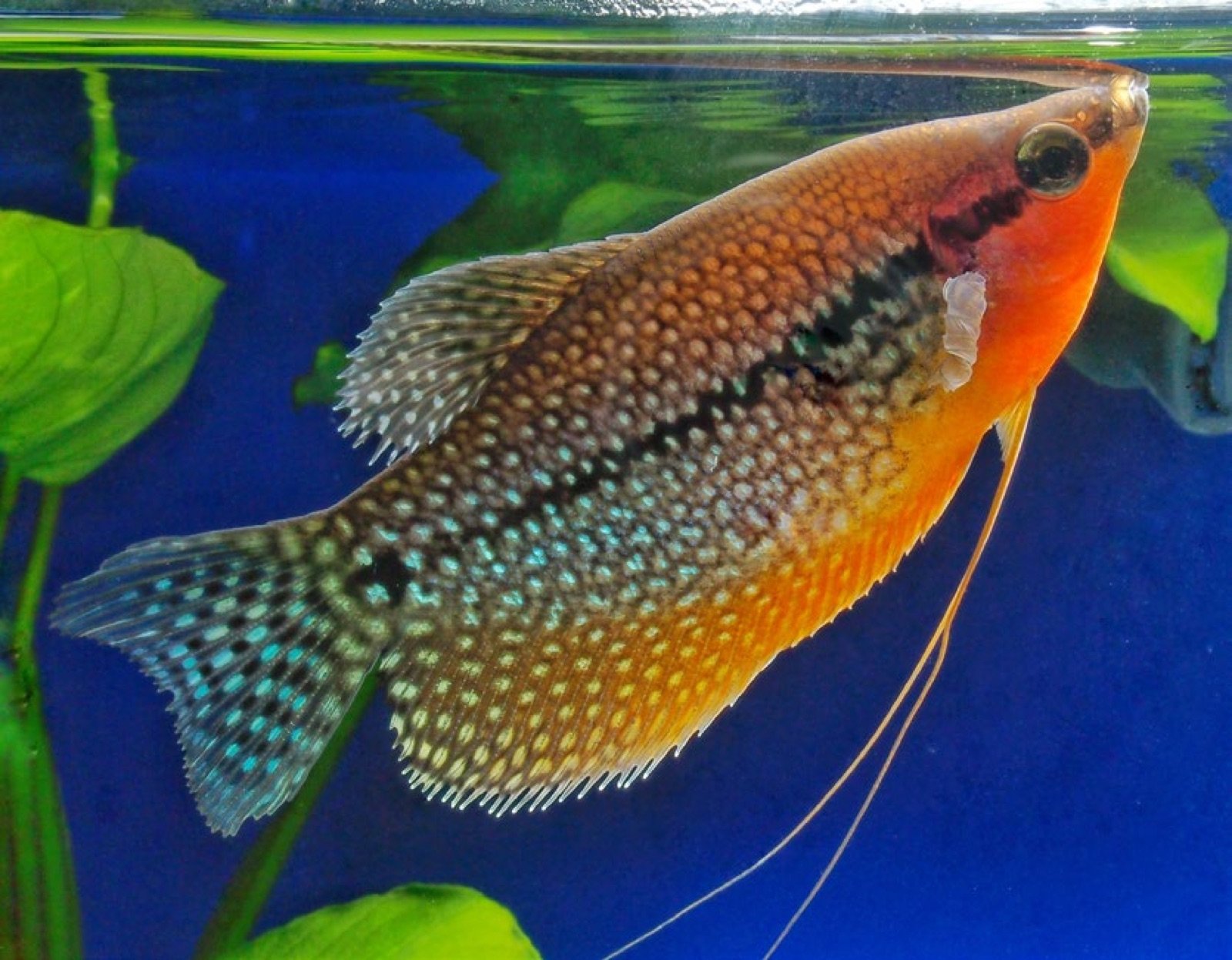 Gourami perlé mâle venant prélever sa bulle d'air à la surface de l'aquarium