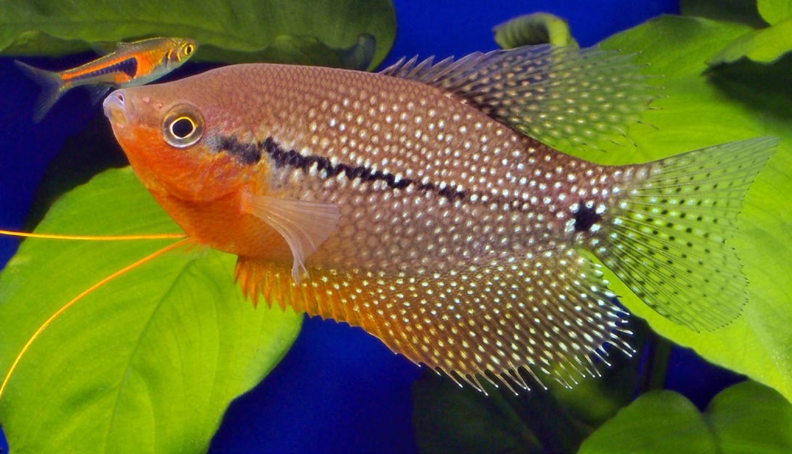 Gourami perlé mâle sauvage adulte, gorge rouge-orangé caractéristique