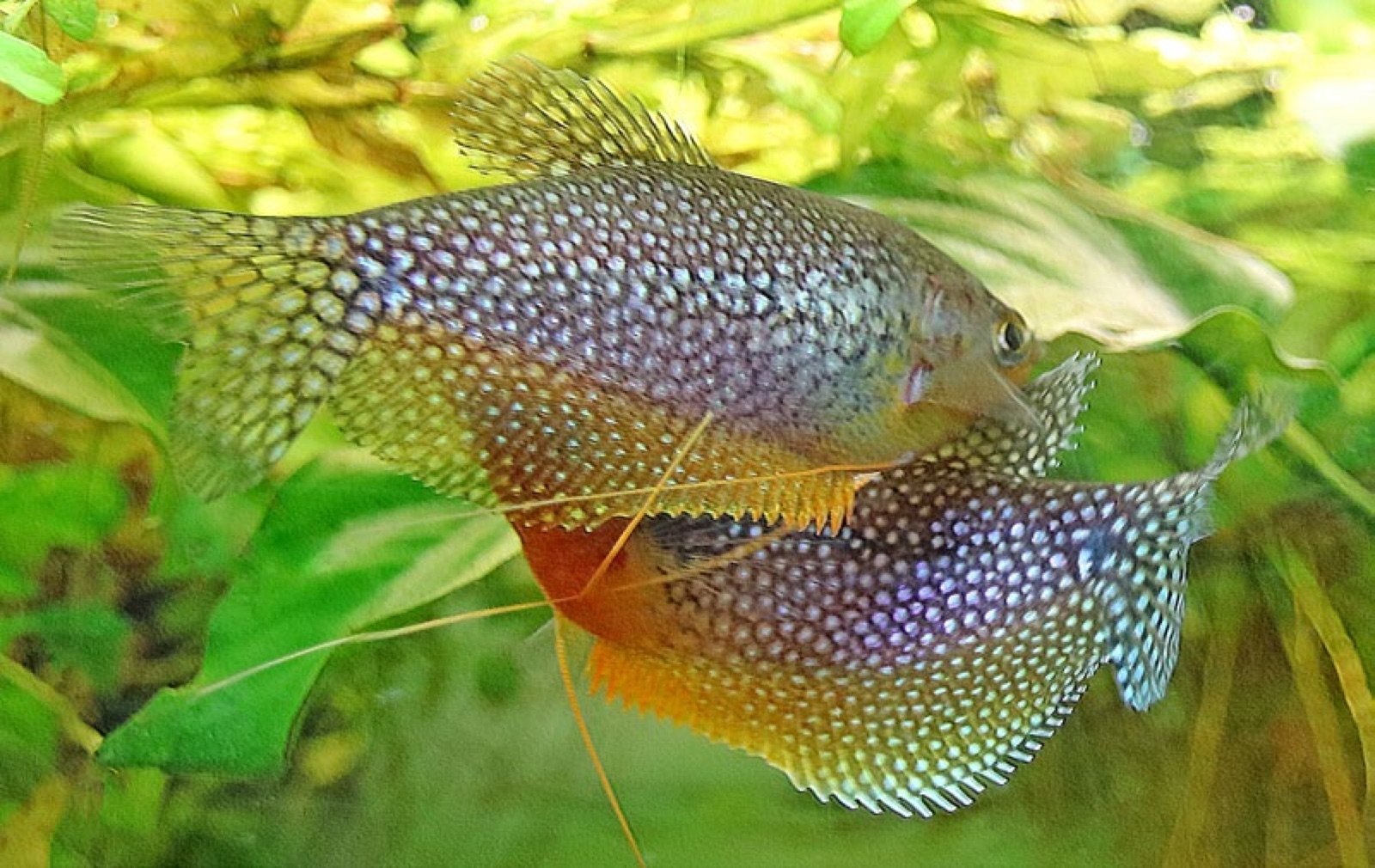 Parade nuptiale d'un couple de gouramis perlés