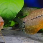 Couple de gouramis perlés Trichopodus leerii sauvages en coloration de frai