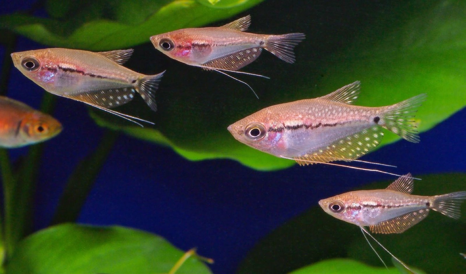 Alevins de gouramis perlés Trichogaster leerii de tailles différentes issus d'une même ponte