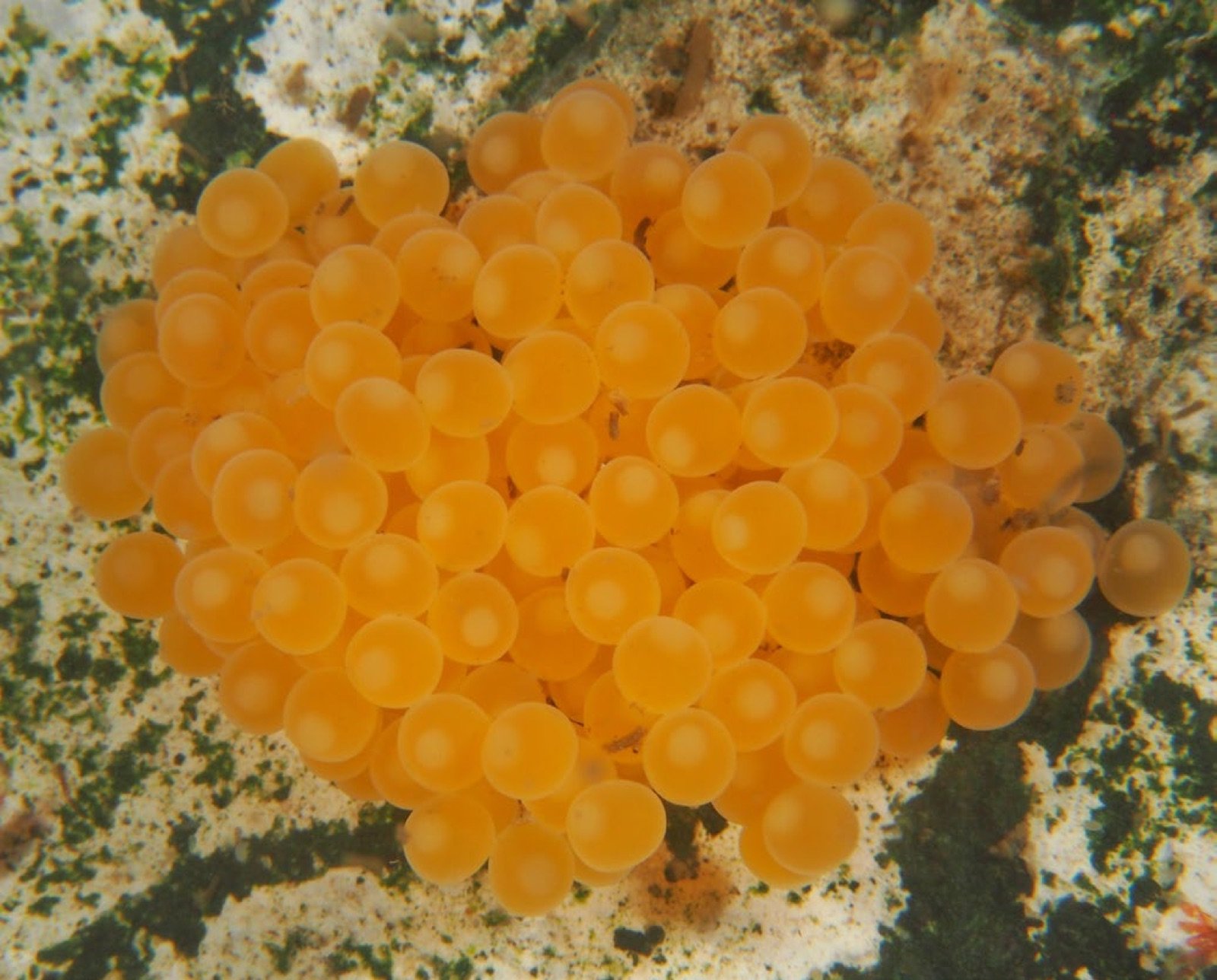 Grappe d'œufs orangés d'Ancistrus cirrhosus