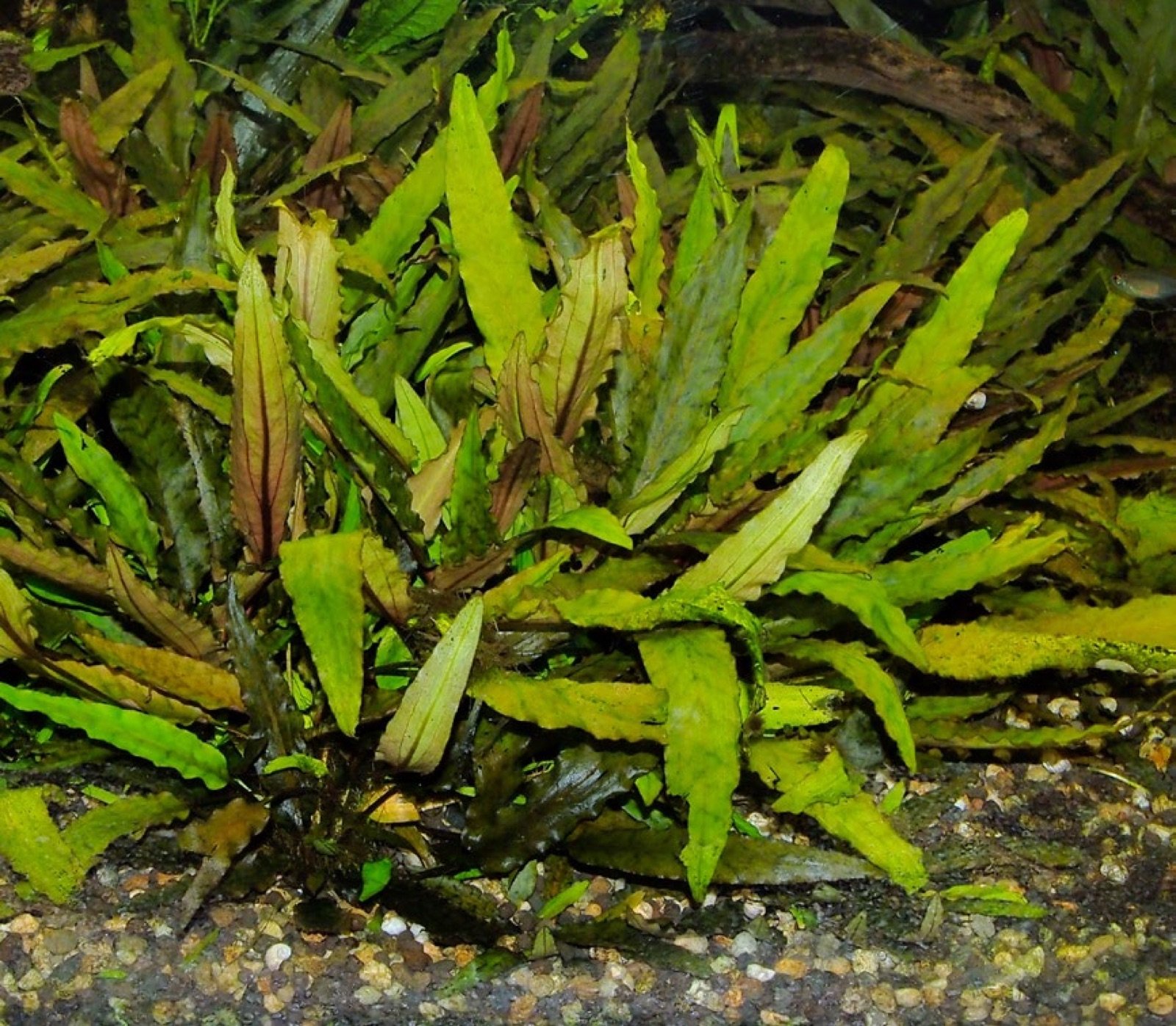 Grosse touffe de Cryptocoryne pouvant être divisée