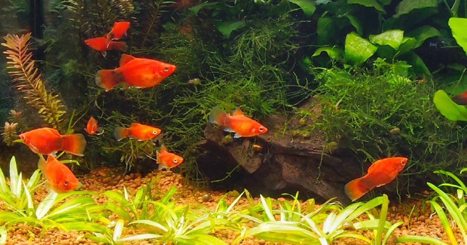 Groupe de platys Mickey Mouse corail