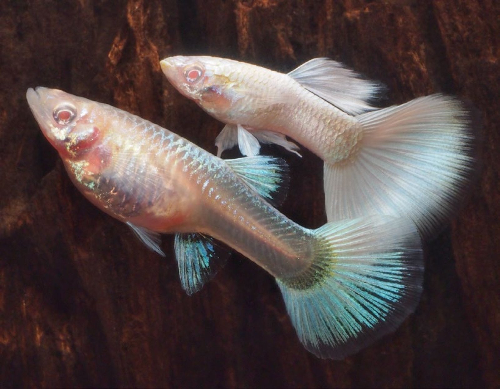 Couple de guppys platinum albinos
