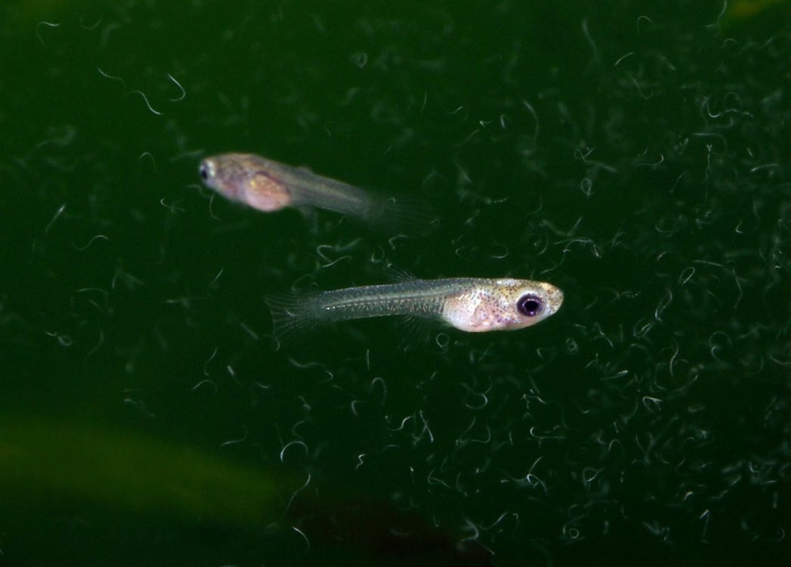 Alevins de guppy Endler âgés de 2 jours nageant parmi les anguillules du vinaigre