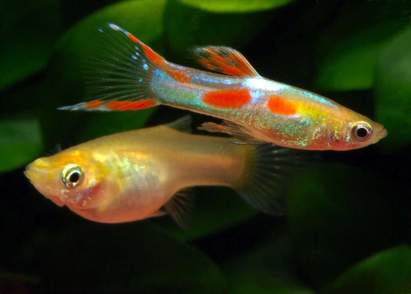 Couple de guppys Endler Golden liretail, mâle coloré et femelle blonde