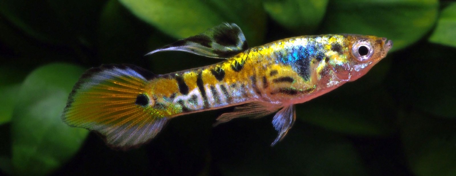 Guppy Endler mâle yellow tiger à queue ronde