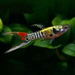 Guppy Endler mâle (Poecilia wingei) aux couleurs vives devant des plantes aquatiques