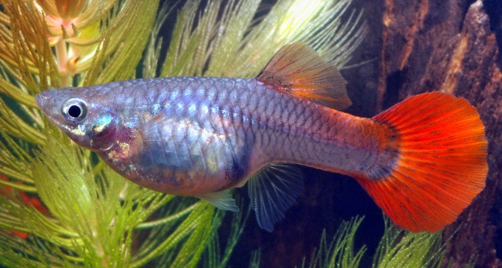 Guppy femelle avec une nageoire anale simple