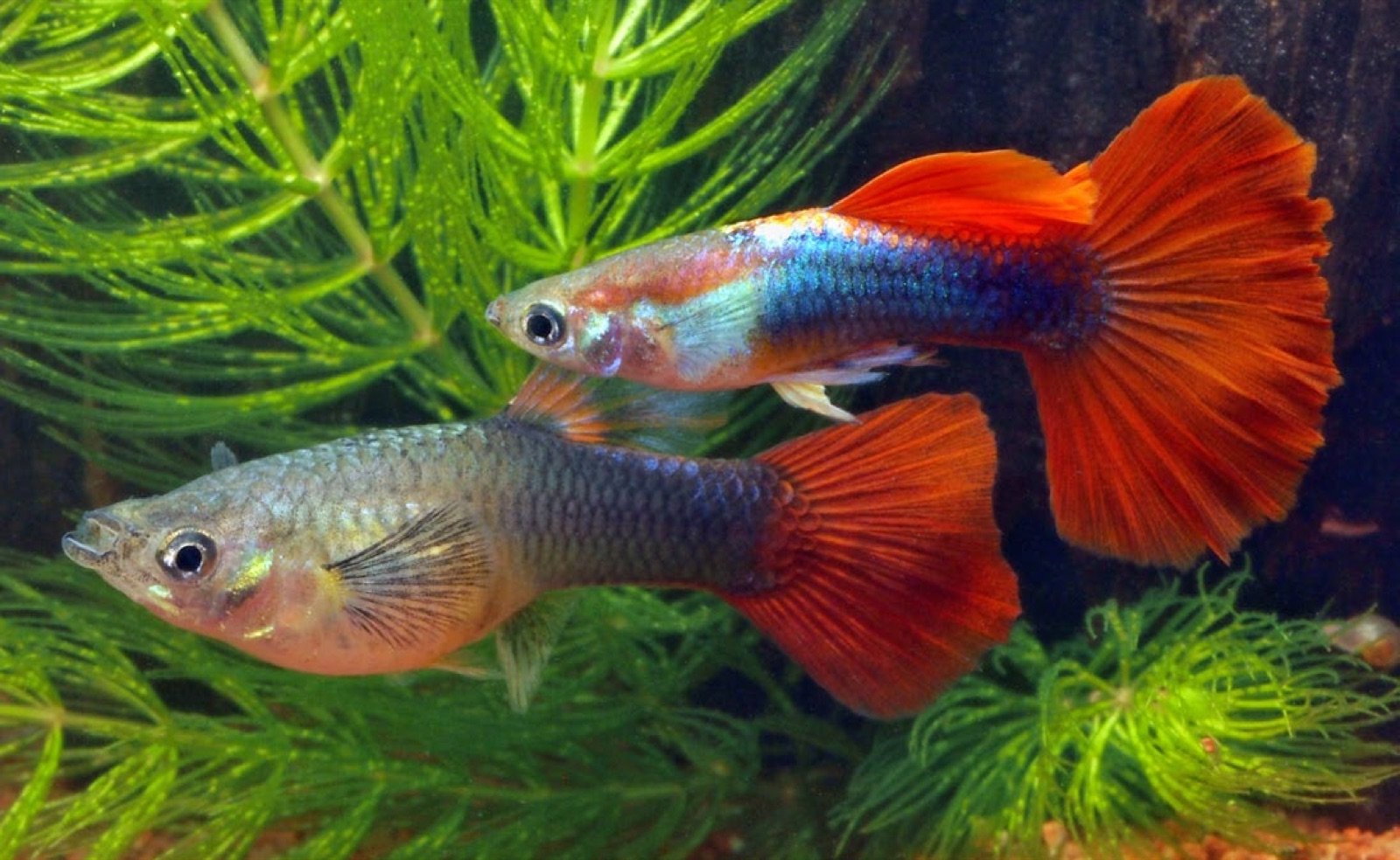 Guppy mâle sombre à la queue orange dans un aquarium planté