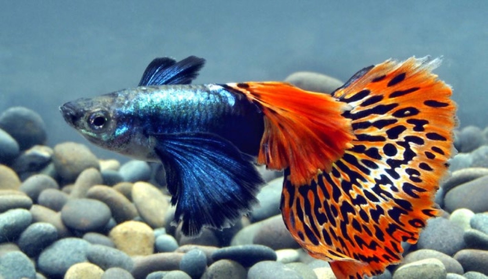 Guppy mâle éléphant mosaïque à la queue léopard orange et noire