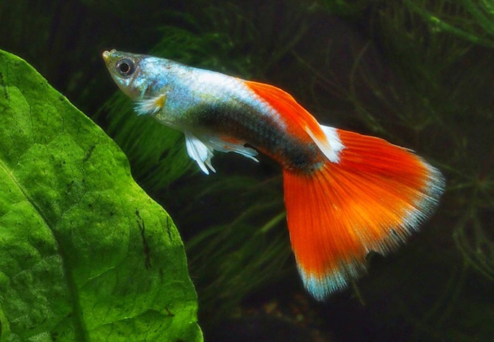 Guppy mâle éléphant Santa Claus à la queue rouge et blanche