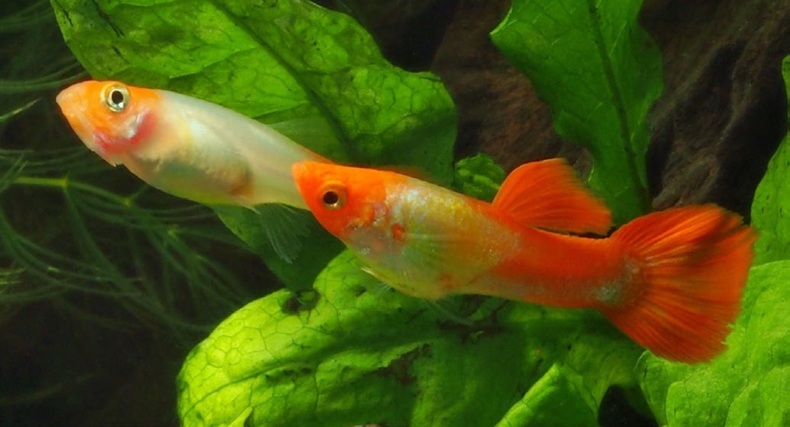 Guppy mâle et femelle prêts pour l’accouplement