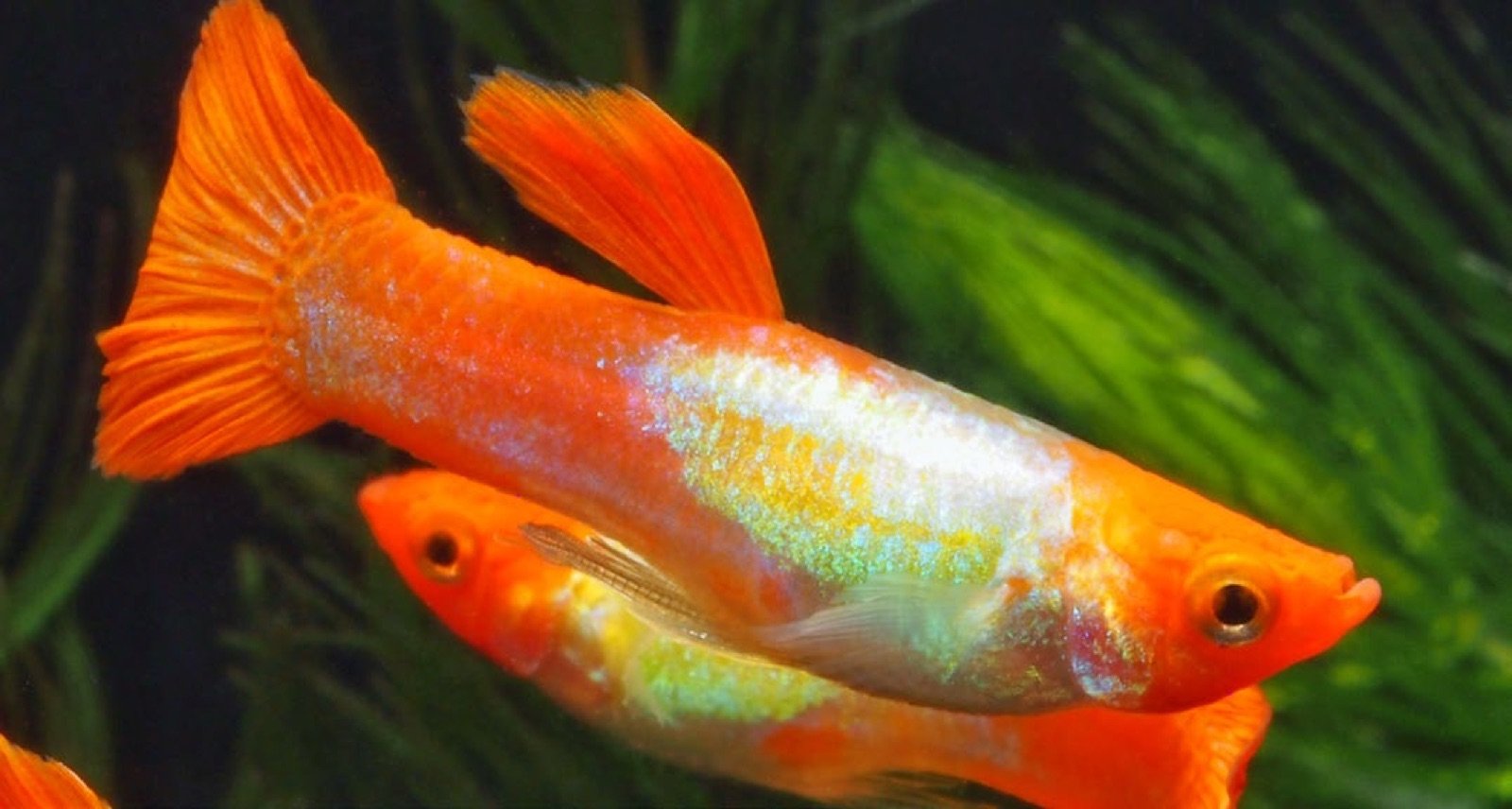 Guppy mâle avec sa nageoire anale transformée en gonopode