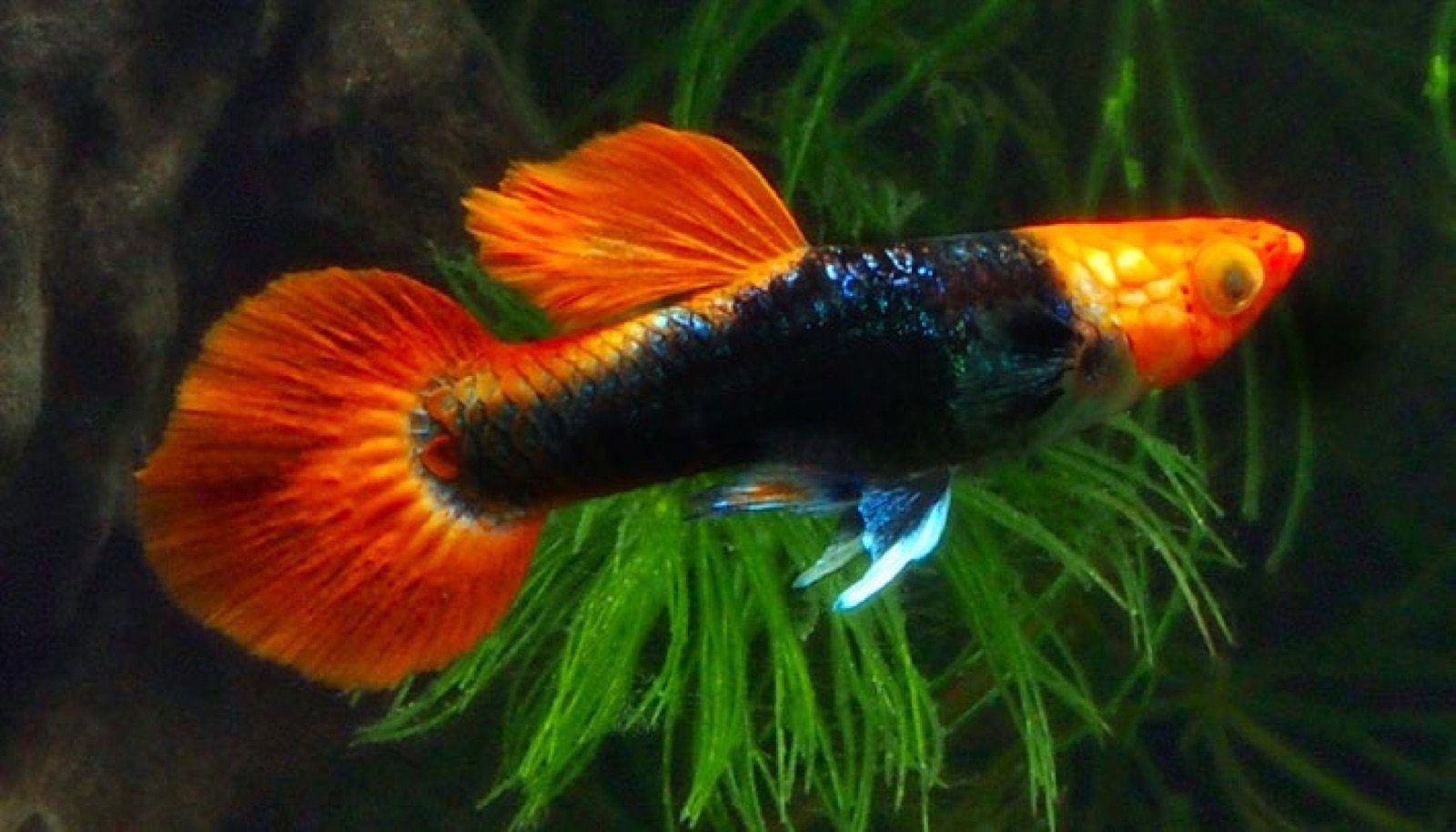 Guppy mâle koï tuxedo à la queue ronde
