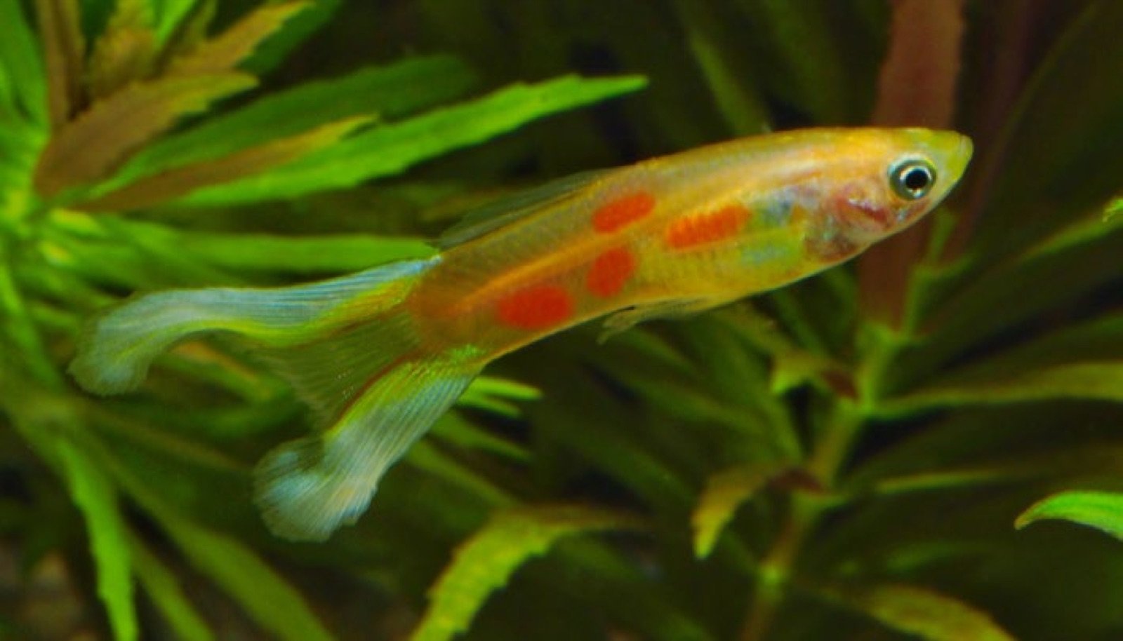 Guppy mâle multicolor à la queue en lyre