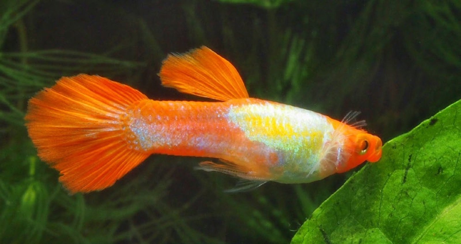 Guppy picorant les algues qui se développent sur une feuille